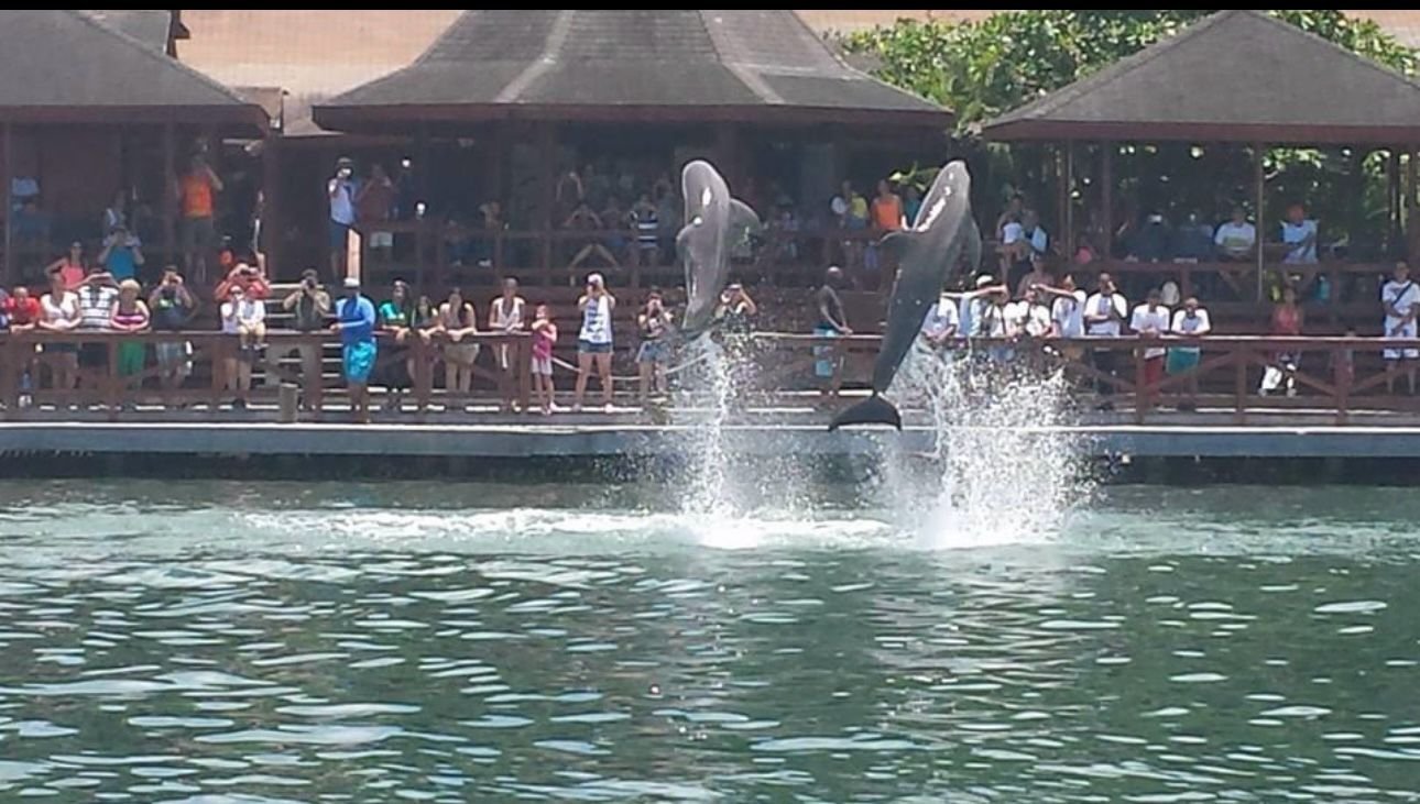 Two people interacting with dolphins